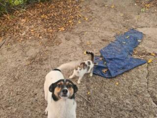 Отдам в хорошие руки в связи с переездом