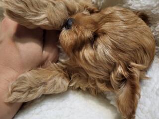 Продам щенков maltipoo mini, мама той пудель, папа мальтипу мини