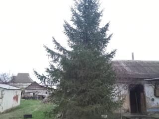 Продам елку