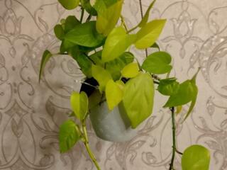 Продам Сциндаптус