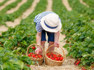 СБОР КЛУБНИКИ В ГЕРМАНИИ!