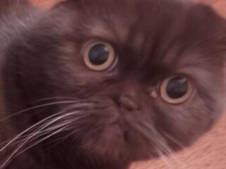 Отдам породистого кота