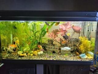 Продам заводской бесшовный аквариум SunSun с тумбой на 160 литров