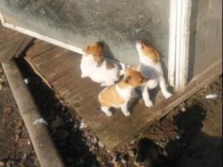 Джек рассел