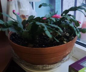 Продам рождественник