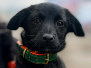 Самые красивые щенки и котята