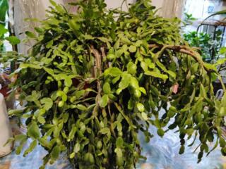 Продается рождественник