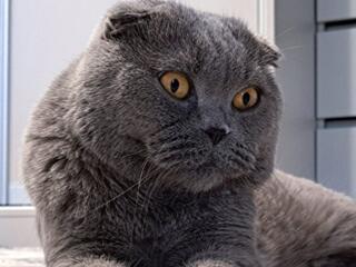 Вязка с клубным котом