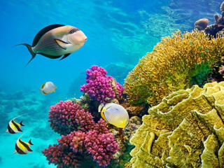 Vacanță în Egypt - Early booking