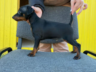 Продаются щенки!