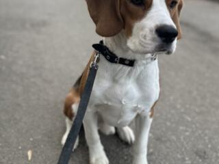 Предлагаем на вязку