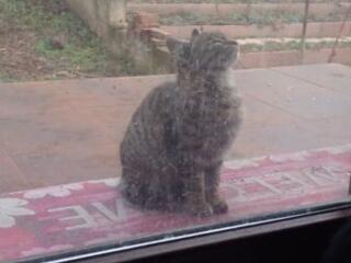 Подарю двух котят