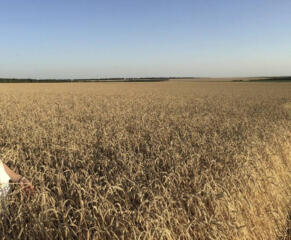 В продаже участок под ведение сельского хозяйства, площадью 5,26 га, .