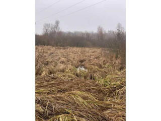 продаж ділянка сільськогосподарського призначення Бориспільський, Голо