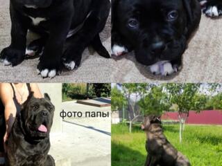 Щенок Кане-Корсо