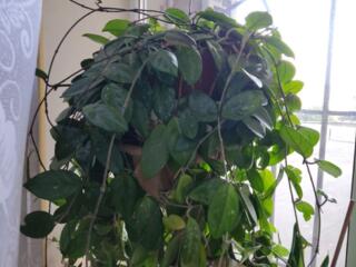 Шикарный куст хойя мясистая