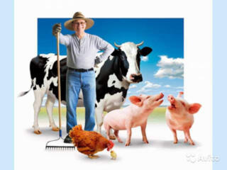 Lucru la ferma cu traiul si hrana!!!