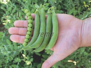 Семена раннего гороха Оскар