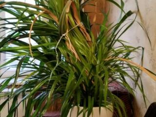 Винтовая (шагающая) пальма "Панданус Вейча"