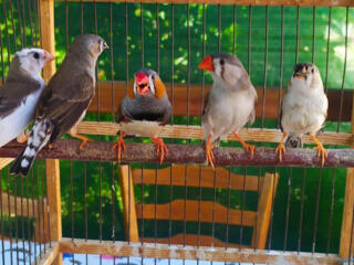 Продаются канарейки и зебровые амадины.