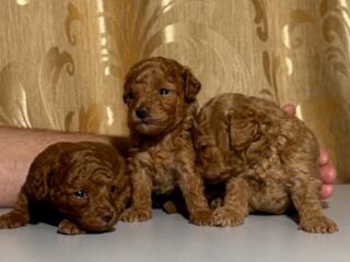 Продается очаровательный щенок карликового пуделя!