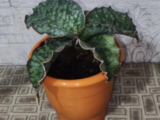 Редкая сортовая сансевьерия Кирки