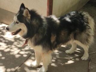 Маламут ищет семью!