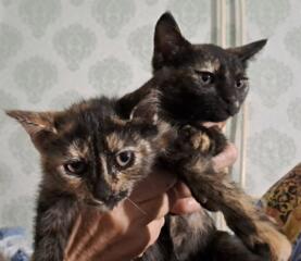 Нежные пушистики ищут дом