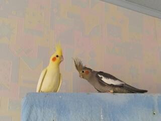 Попугай карела