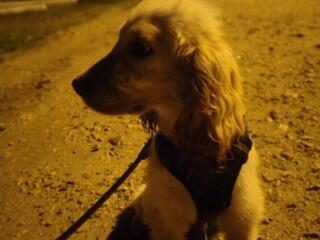 Продаётся щенок.