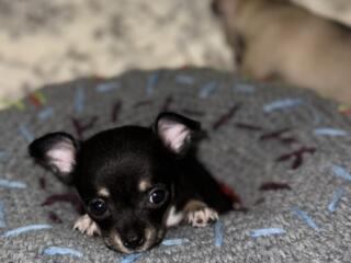 Продаются щенки чихуахуа