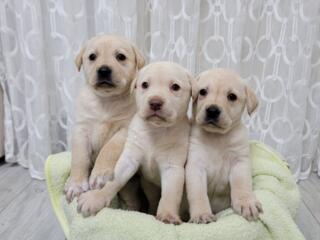 Щенки Лабрадора - Ретривера