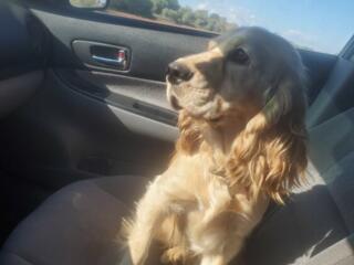 Предлагается для Вязки: Солнечный Кокер-Спаниель – Истинный Компаньон!