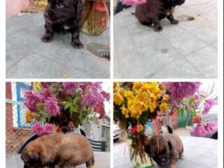 Отдам в добрые руки трёх мальчиков