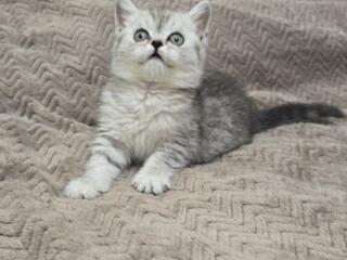 Шотландский мальчик