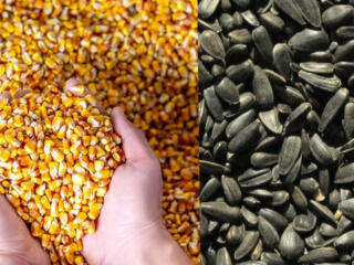 Продам семечки подсолнечника и кукурузу 2025 года.