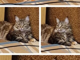 Мейн-кун вязка