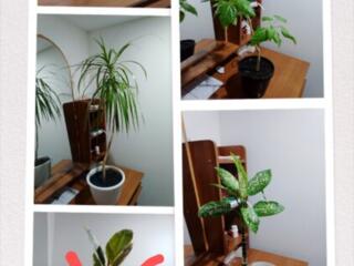 Продам цветы