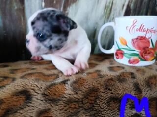 Йорки и французкие бульдоги