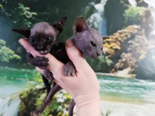 Котята канадского сфинкса