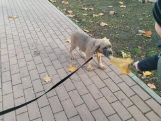 Cane Corso puppies