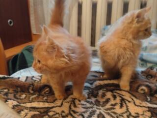 Отдаём котят в хорошие руки