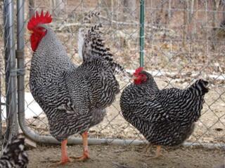 Курочка Плимутрок