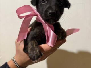 Отдам в добрые руки