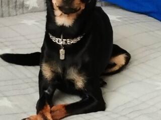 Невесты той терьера ищут жениха