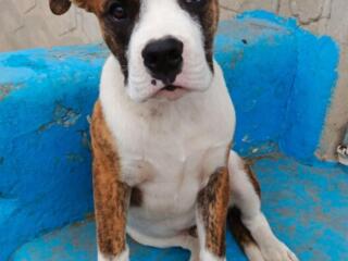 Продам кобеля породы стафф