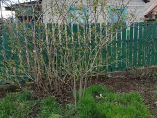 Дом в Малой долине (Ильичевск)