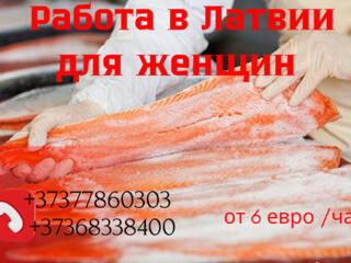 Требуются Женщины на рыбное производство, работа на линии. Латвия