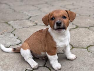 Щенки Джек Рассел