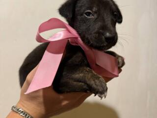 Отдадим щенка МАЛЬЧИК